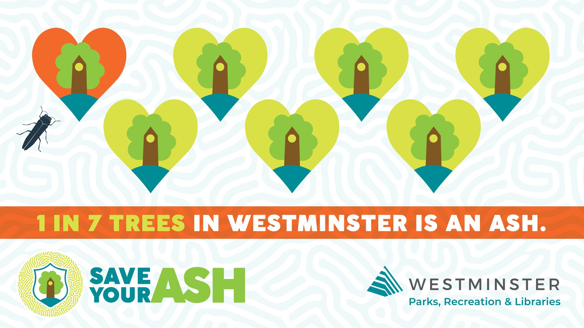 City of Westminster on Twitter "🐛 Emerald Ash Borer is in Westminster