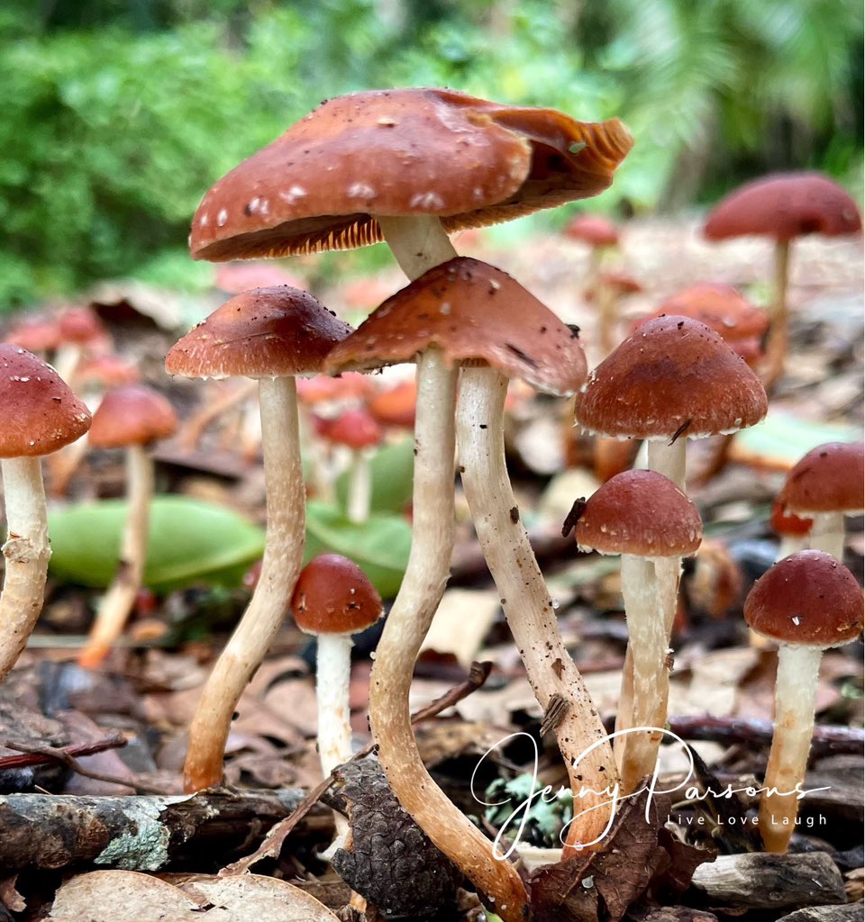 Can you smell the forest floor, the damp organic richness of decay together with the ripeness of the sprouting colony of fungi

#kirstenboschgardens #aftertherain #mushrooms #fungi #forestfloor #damp #organic #earthy #decay #nature #forest #naturephotography #pringlebayfynbos