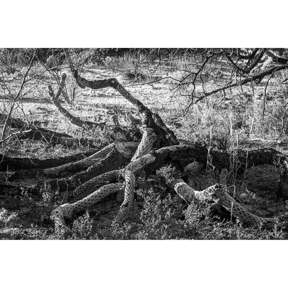 jessebable's tweet photo. What I love about black and white photography is not only the focus on texture and contrast, but the fact that it’s totally up to the viewer to imagine what the original colors were like in person. 
___
#photography #blackandwhite #nature https://t.co/cUnCAfXf27
