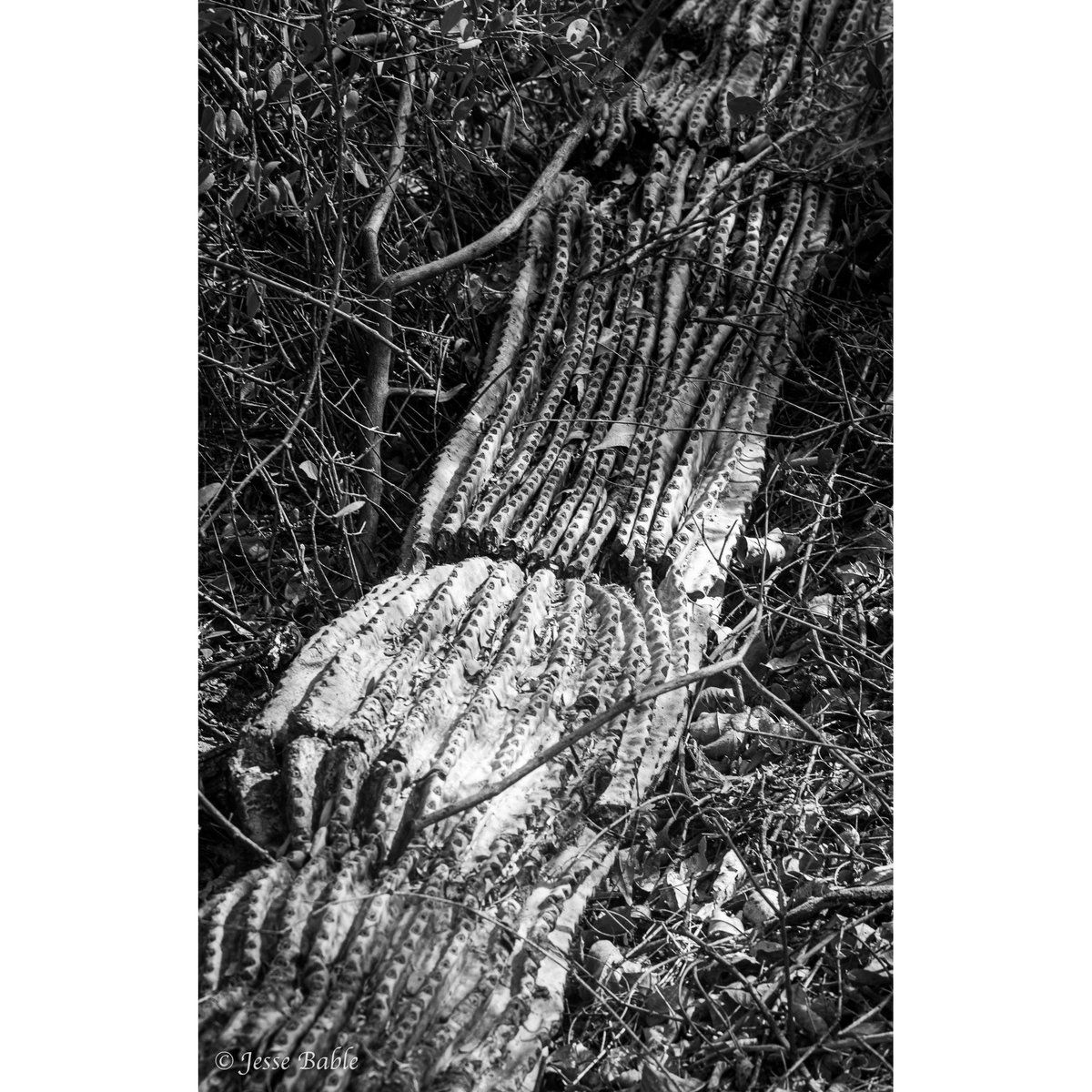 jessebable's tweet photo. What I love about black and white photography is not only the focus on texture and contrast, but the fact that it’s totally up to the viewer to imagine what the original colors were like in person. 
___
#photography #blackandwhite #nature https://t.co/cUnCAfXf27