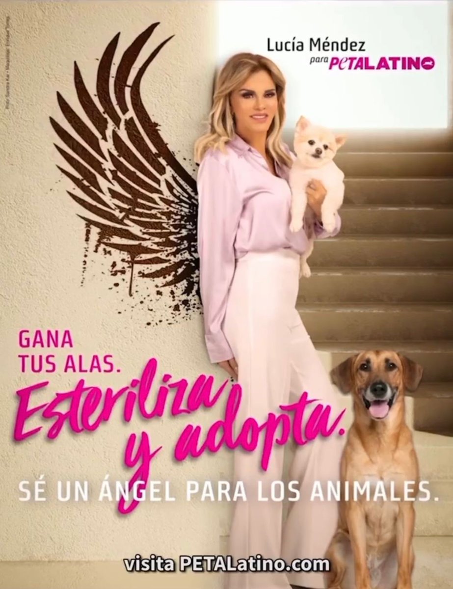 sanc1_mora's tweet photo. #MiércolesDeFans de @LuciaMendezOf #LaDivaDeMéxico quien demostrando su gran amor por los animales y junto con su perrhija Aura se una a @PETA_Latino @OfficialPetaLatino en una campaña contra el Maltrato Animal. 
#EsterilizaYAdopta #DiNoAlMaltratoAnimal
#PetaLatino 
❤️🐶🐱🐰🐴❤️ https://t.co/EOE5amLYSy