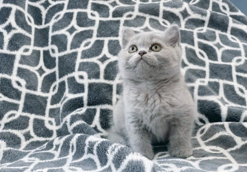 goldendoodleusa's tweet photo. Beautiful boys available https://t.co/Atb0tWQAG5