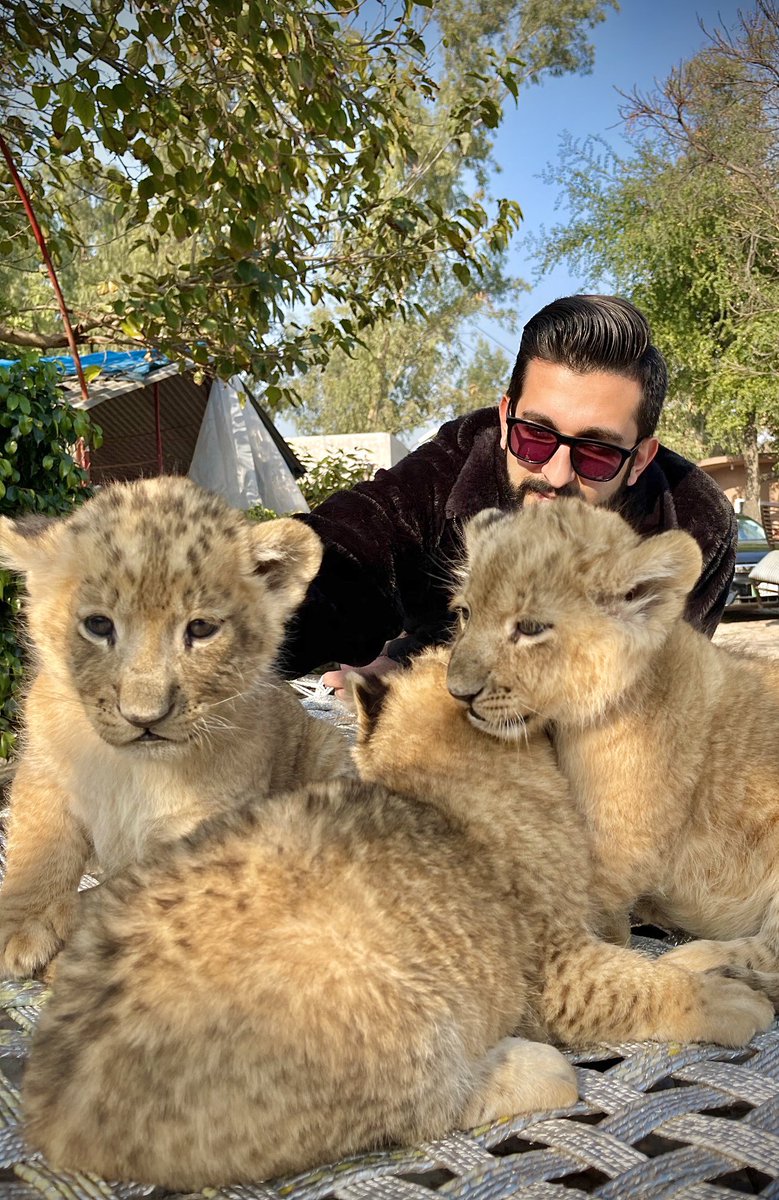 Newest addition to the family. 
Papa @okaybears with his 3 cubs. 

#lioncubs #thrilled #wagbo