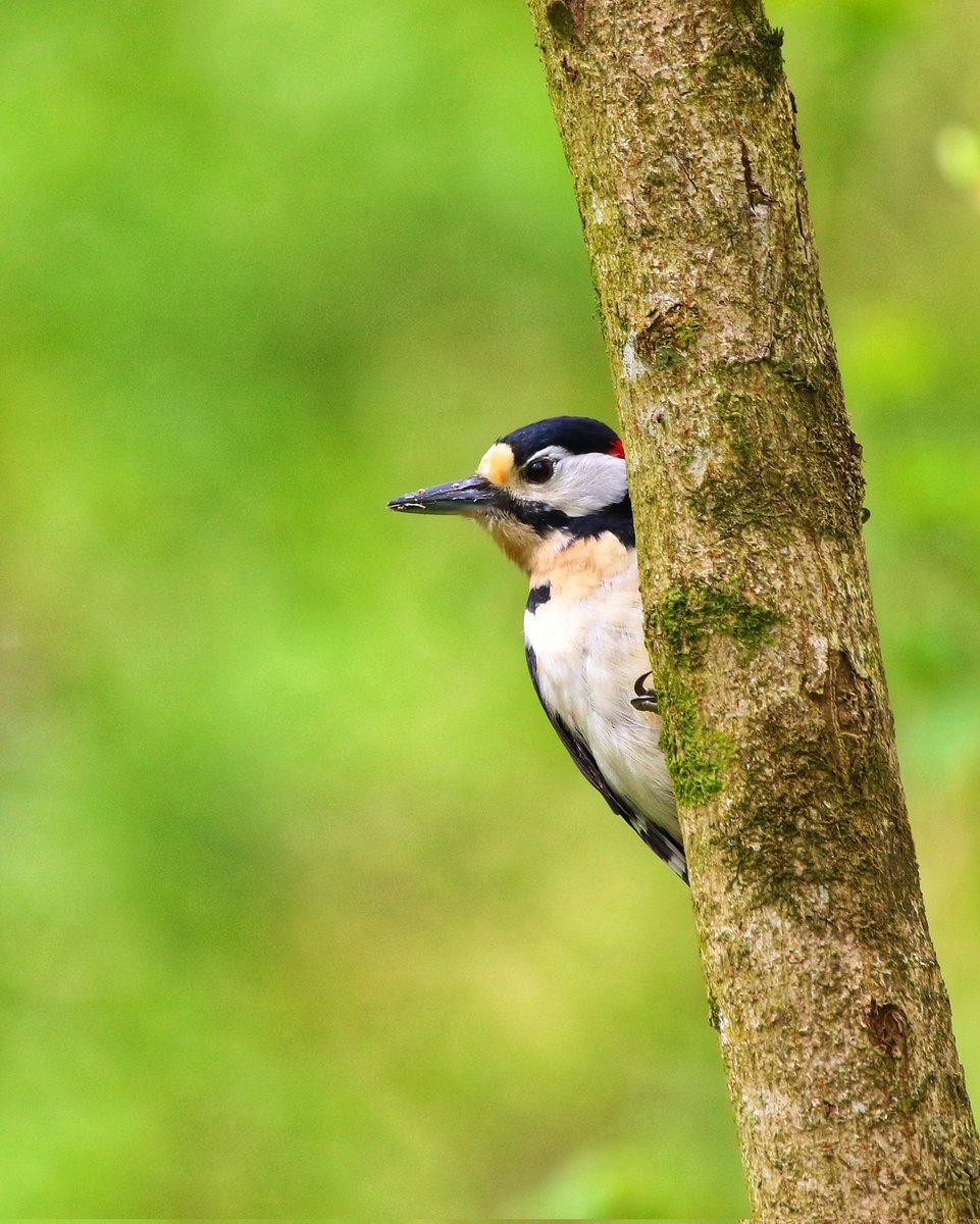 Great Spotted Woodpecker #rspb #rspblovenature #canon #canonphotography #canon7d #INSTAGRAM #instagood #instalike #instafollow #nature #NaturePhotography #naturelovers #NatureBeauty #wildlifephotography #wildlife #wildlifelovers #photography #photooftheday