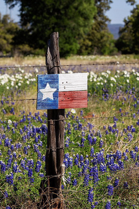 RichardsDebby's tweet photo. New artwork for sale! - "Lone Star and Bluebonnets" - https://t.co/lerQBo1Grt @fineartamerica https://t.co/mmoGzeaYK0
