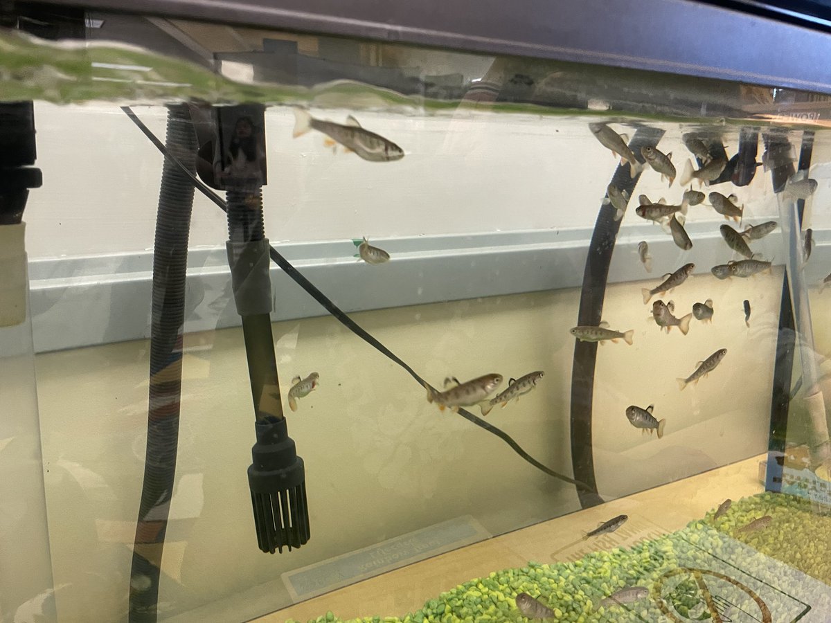 Roselyn Chang tweet media