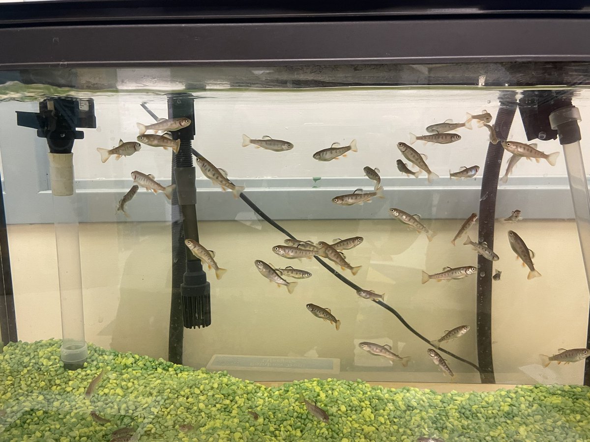 Our Rainbow Trout friends are thriving! Set for release at the end of May 🐟 #FinS2023 <a href="/BowHabitat/">Bow Habitat Station</a>