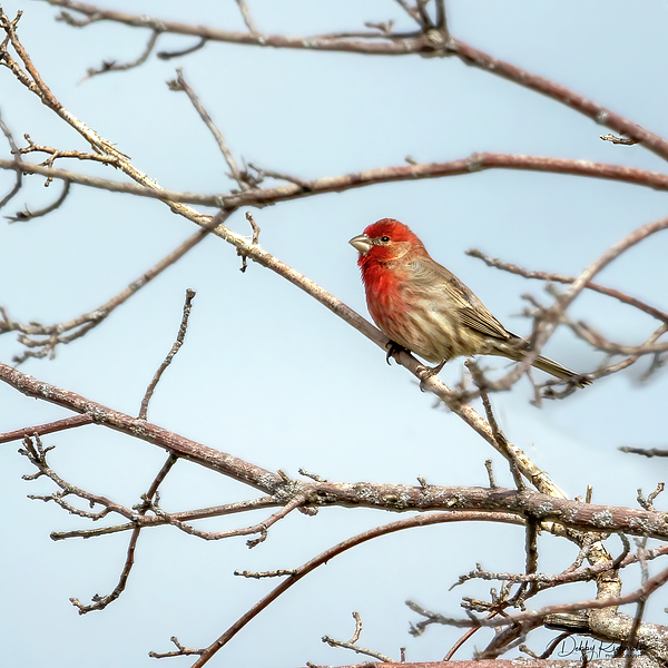RichardsDebby's tweet photo. New artwork for sale! - "House Finch" - https://t.co/dBHjB0ENrk @fineartamerica https://t.co/KATfpsitJi