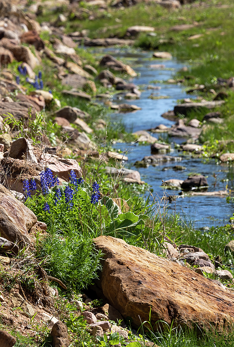 RichardsDebby's tweet photo. New artwork for sale! - "Bluebonnets along a stream" - https://t.co/UcUS2URh02 @fineartamerica https://t.co/LQmavqQyun