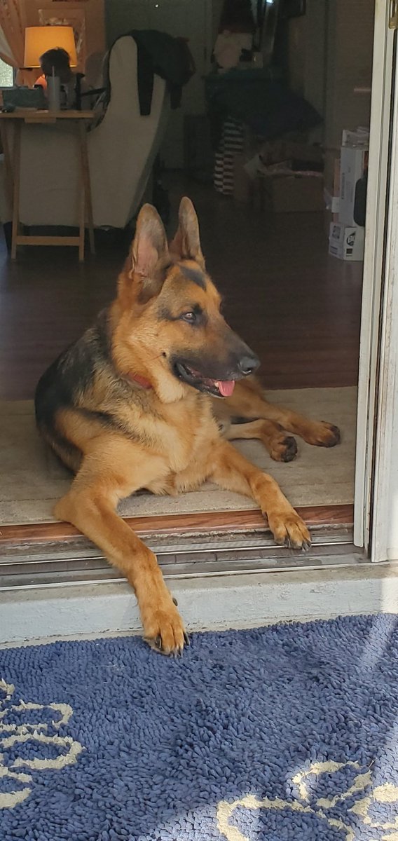 ajsnini's tweet photo. @_B___S My grandpup here for a visit this week ❤️ https://t.co/nlgVSX62di