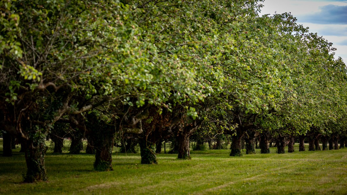 #OrchardBlossomDay is celebrating orchards as magical places for the benefit of people and nature, places of a huge but dwindling variety of fruit trees and places in need of conservation across Britain and Europe. 🌳🍎

Find your local open orchard at orchardnetwork.org.uk.