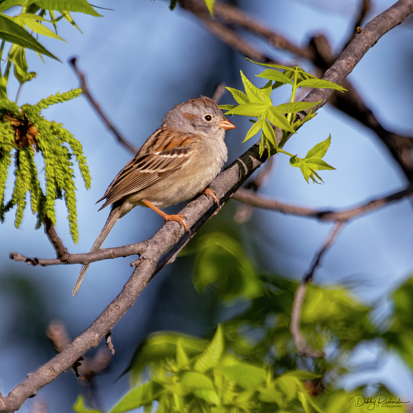 RichardsDebby's tweet photo. New artwork for sale! - "Cassin's Sparrow" - https://t.co/zqMVdW1mtR @fineartamerica https://t.co/ys718cTxUY