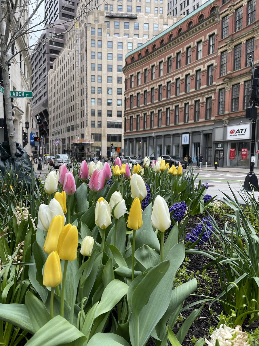 AyaKamel__'s tweet photo. Tulips! 🤍 https://t.co/QDv2hCkhv2