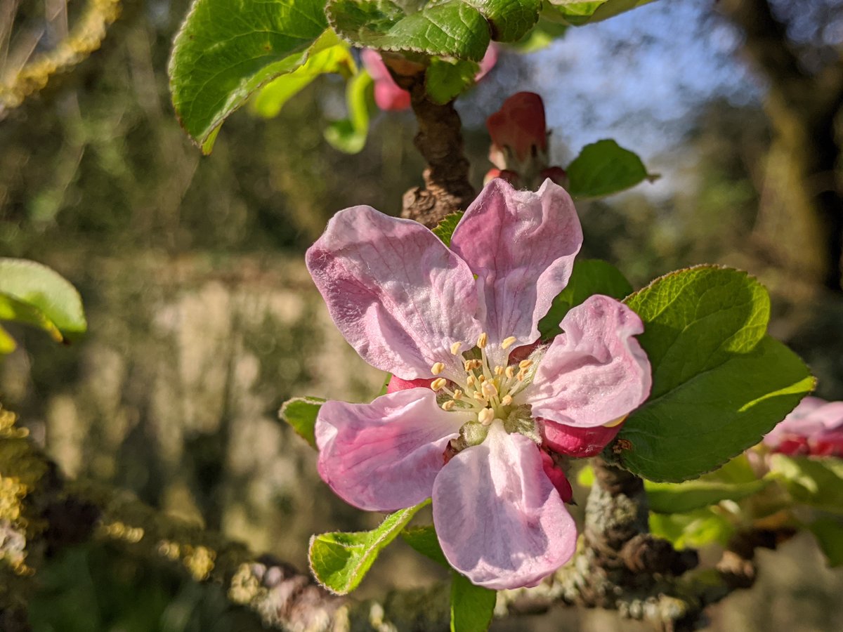 What could be a better way to celebrate #OrchardBlossomDay than with the beauty of blossoming orchards, the bounty of delicious apples, pears, plums and damsons that they produce, and, above all, the rich wildlife of traditional orchards?

orchardnetwork.org.uk/orchard-blosso…

#BlossomWatch