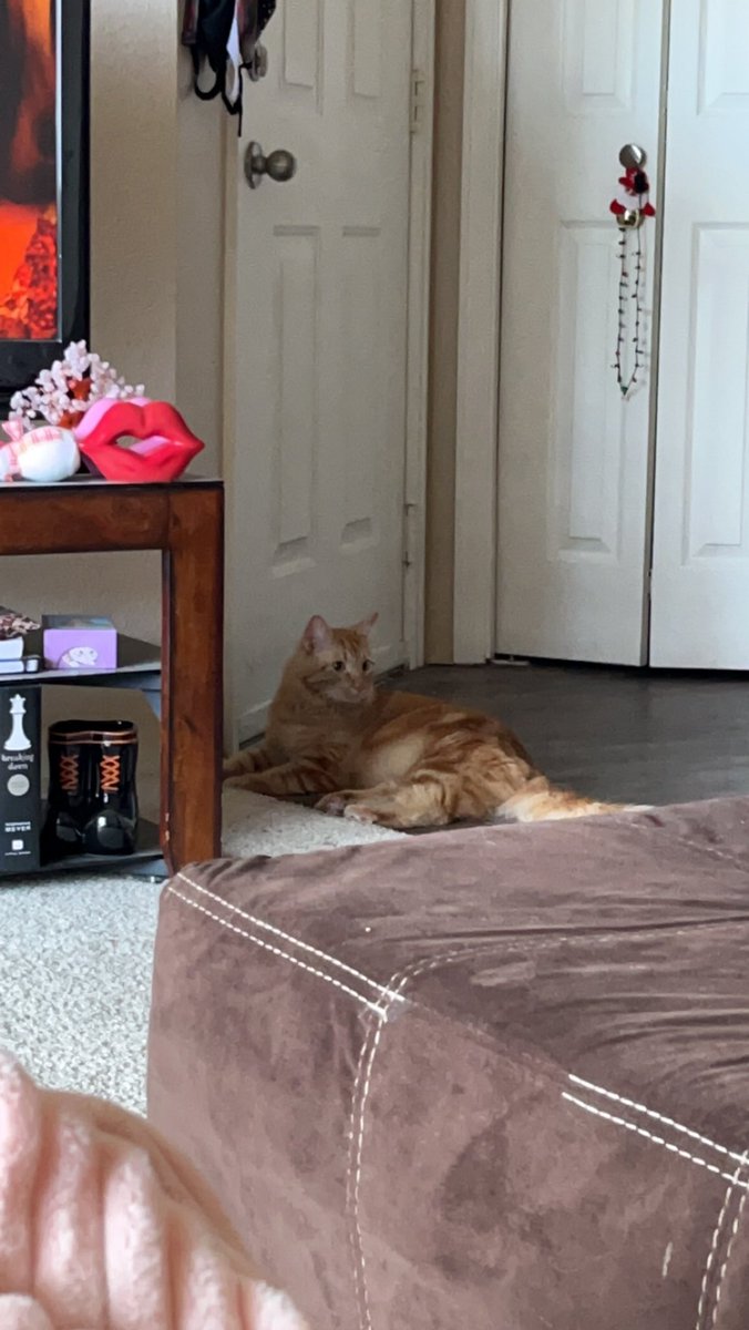 jarycordan's tweet photo. He’s still exploring but LOOK AT HIM I LOVE HIM https://t.co/nAZydEoggC