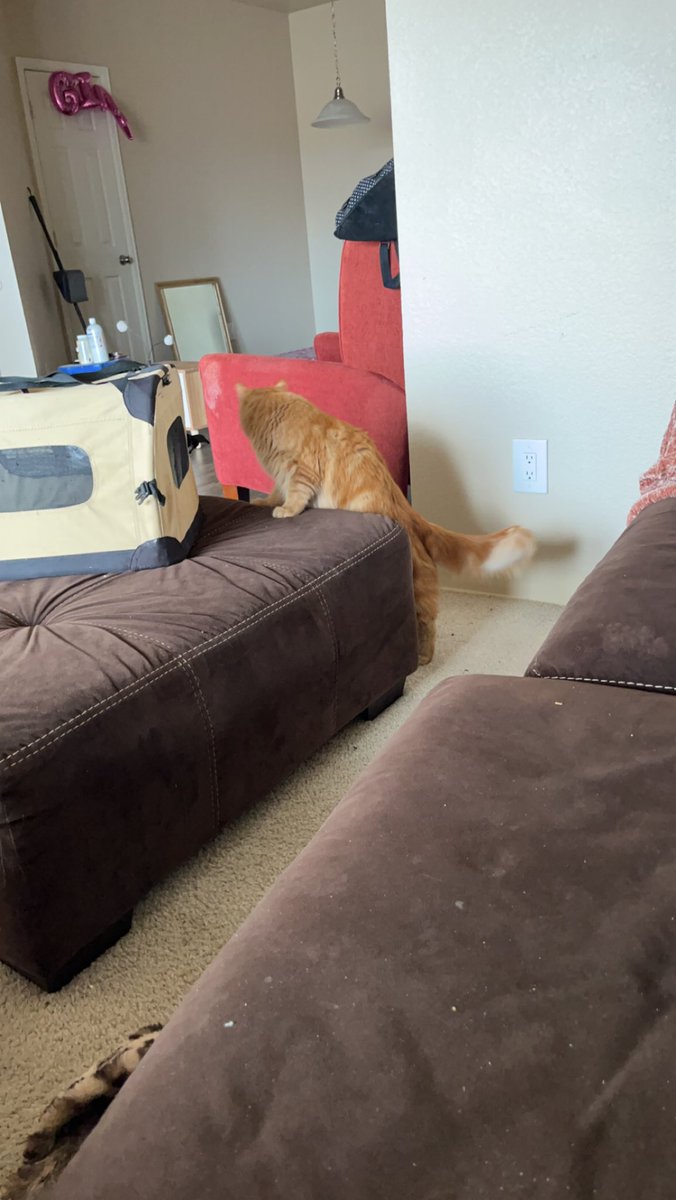 jarycordan's tweet photo. He’s still exploring but LOOK AT HIM I LOVE HIM https://t.co/nAZydEoggC