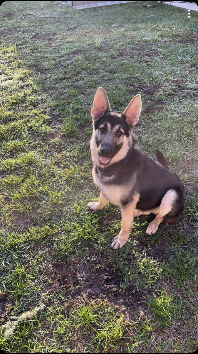 OGJuulz's tweet image. Here’s a pet pic to make you smile ❤️