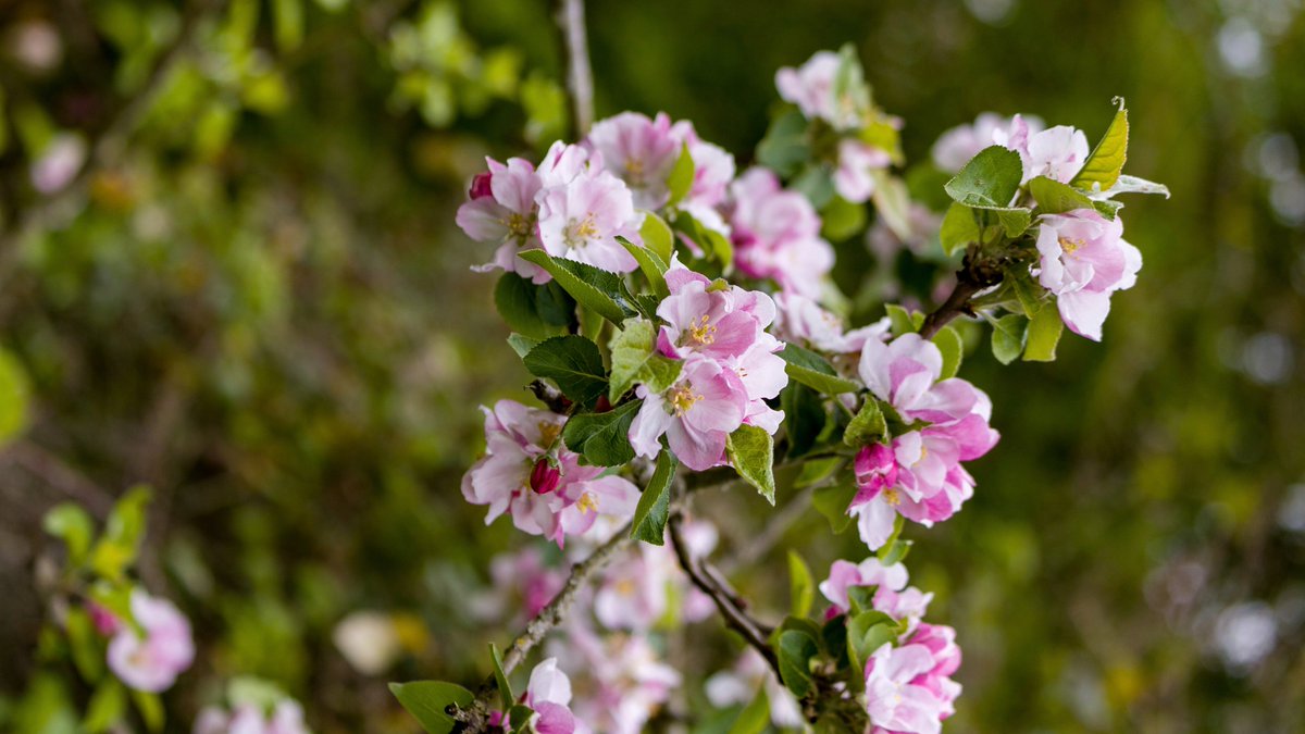 Across Europe, and especially in the UK, valued traditional orchards are rapidly declining. Over 200 of the remaining orchards are publicly celebrating their value with picnics, fairs, tours and other events over the weekend and up to 1st May. #OrchardBlossomDay

📸 Coton Orchard