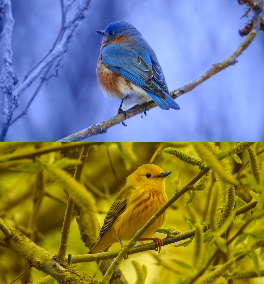 PapaBeardedNFTs's tweet photo. I hadn't heard back whether the original Ukraine charity contract was still distributing funds, so I just relisted this for #everydrophelps with @KernPhotograpy
"Birds for Ukraine"
At 1 $XTZ it's easy to contribute 🇺🇦 100% of funds go to supporting Ukrainian children
🔗👇 https://t.co/TeRE9GYq0C