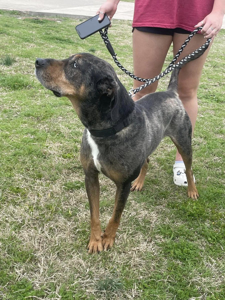 Booker has been here the longest! 5YO Catahoula, neutered and vaccinated. He is such a good boy! Handsome too! #bookerthelooker I know his furever is out there just waiting to see this picture. #shelterdogs #adoptdontbuy