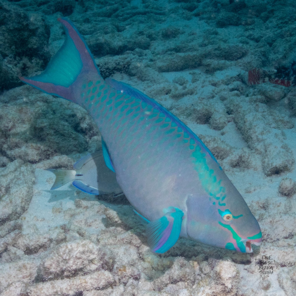 We had the pleasure of spotting this gorgeous Queen Parrotfish in Bonaire! Their scales are incredibly vibrant and they have a unique beak-like mouth that they use to scrape algae and other food sources from the reef. 

#QueenParrotfish #Bonaire #ScubaDiving #freshsand