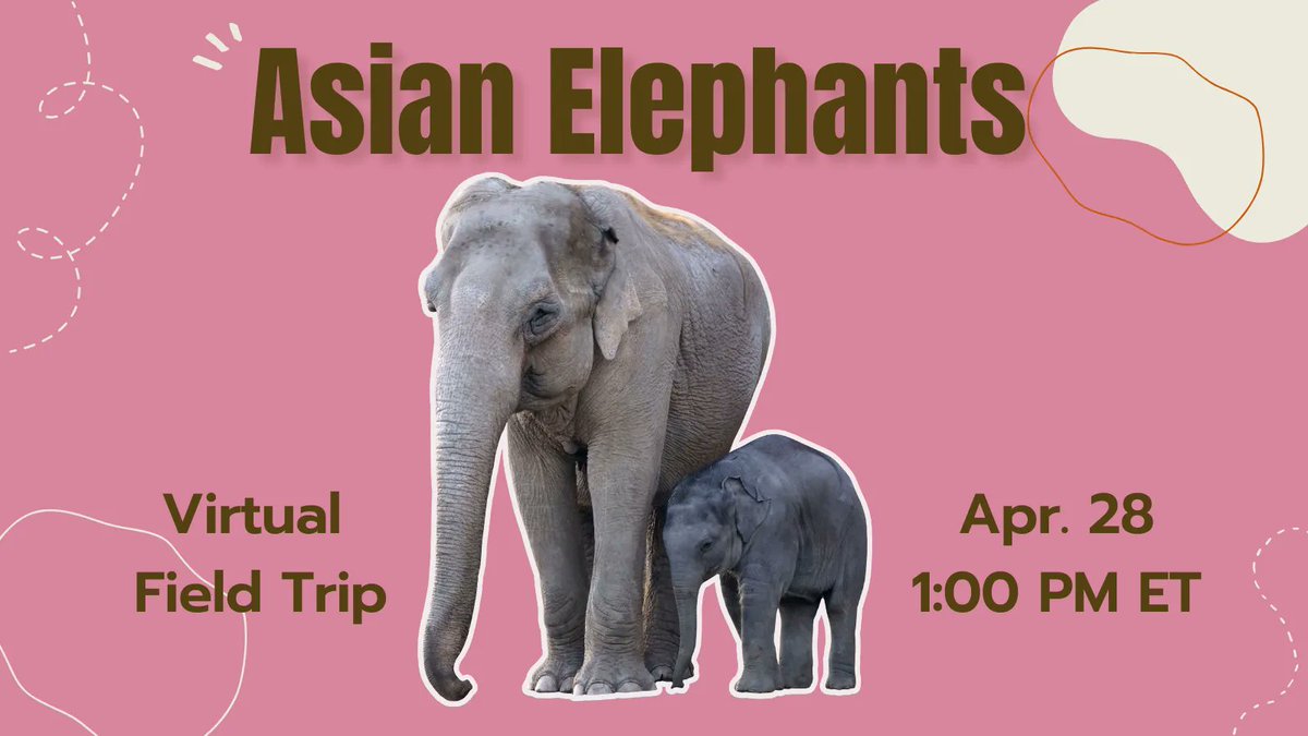 TOMORROW @ 1PM EST | Visit an Asian Elephant sanctuary in Thailand on this #virtualfieldtrip We'll learn about this amazing animal and some best practices when visiting this part of the world. #VTed #K12 #globaled | Register buff.ly/3XziU28