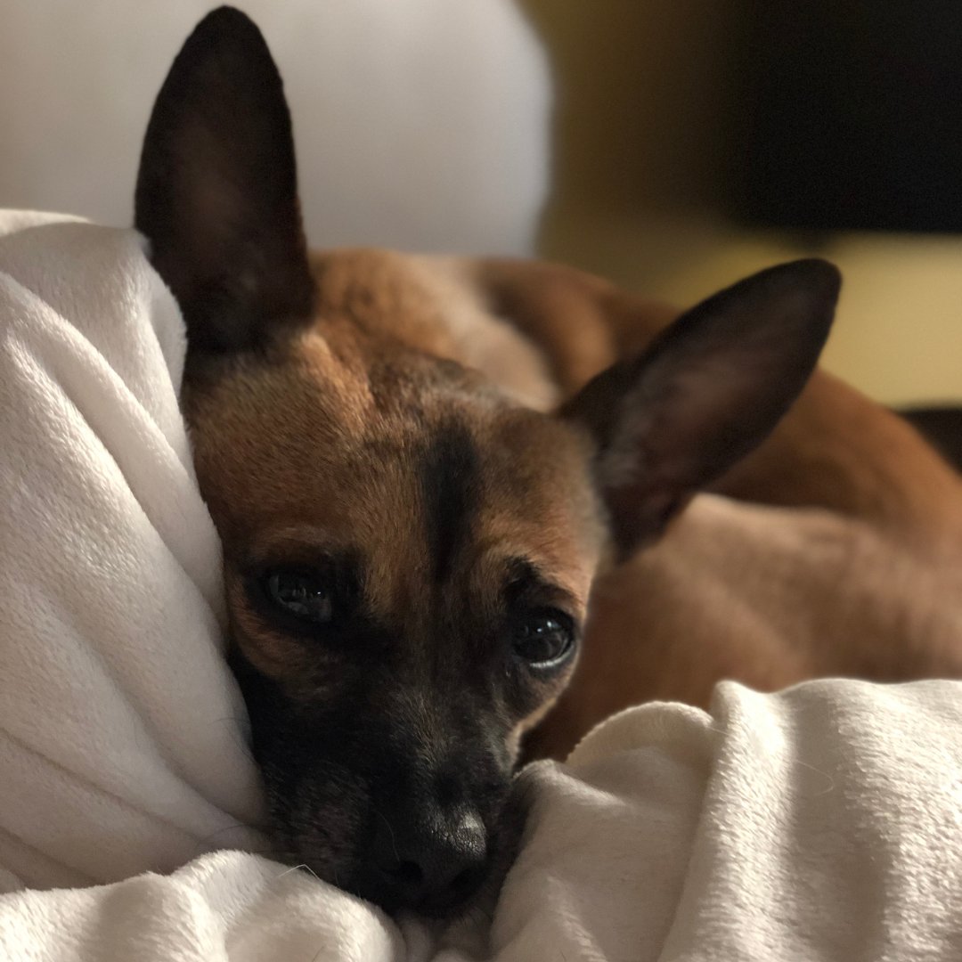 TailChasersLLC's tweet photo. This #NationalLittlePamperedDogDay we'd like to shine a light on our own Tiny Titans. We've talked about Lola, our brand inspiration, but now its time to meet Koda and Coco! The pampered duo that make every day adorably adventurous!

#littledogs #smalldogs #chihuahua #cutedogs https://t.co/h3isnQ4hry