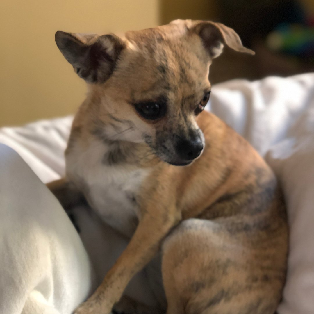 TailChasersLLC's tweet photo. This #NationalLittlePamperedDogDay we'd like to shine a light on our own Tiny Titans. We've talked about Lola, our brand inspiration, but now its time to meet Koda and Coco! The pampered duo that make every day adorably adventurous!

#littledogs #smalldogs #chihuahua #cutedogs https://t.co/h3isnQ4hry