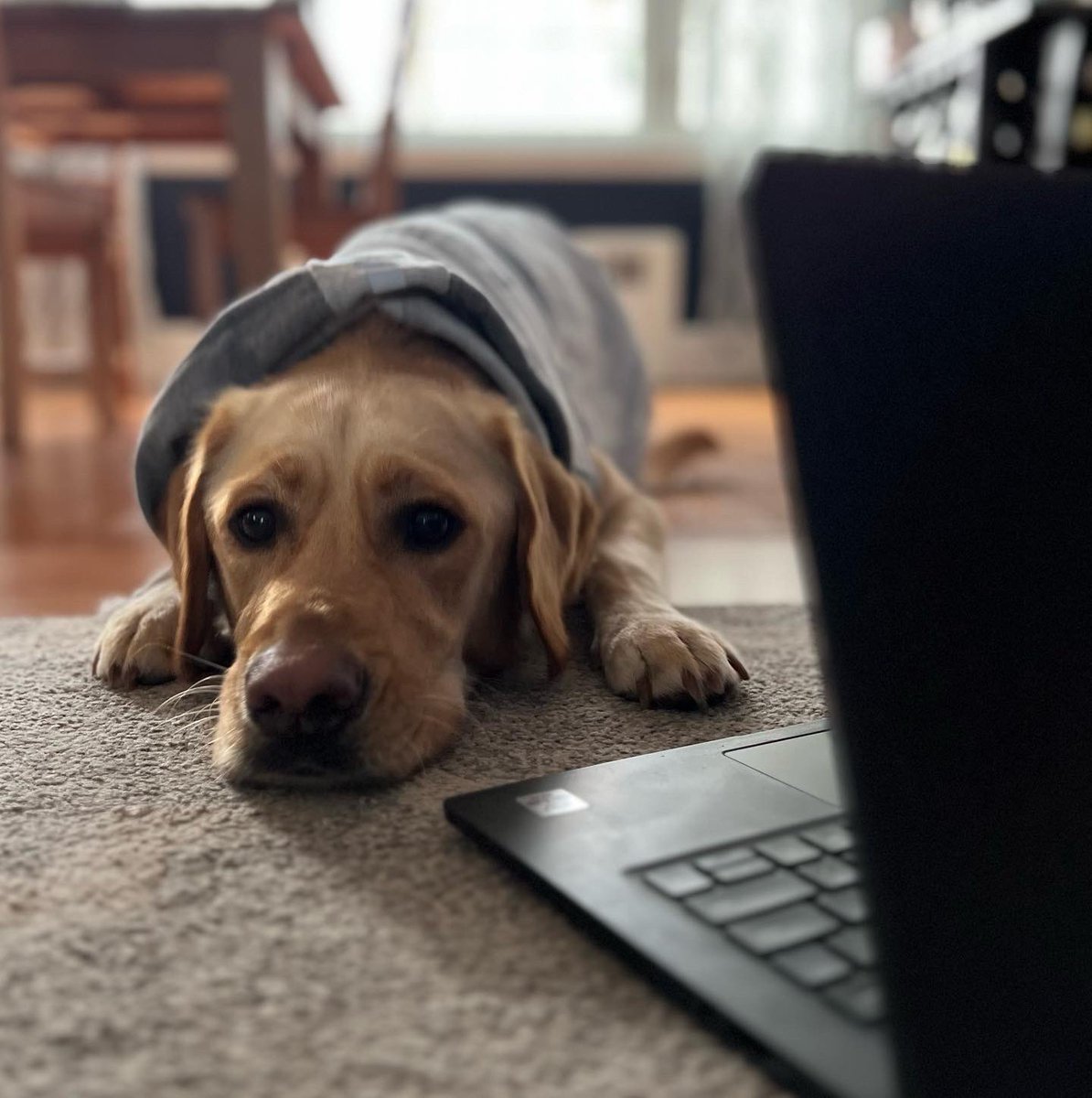 Beckk_93's tweet photo. It’s almost time for the draft! @Patriots does Nike need some help? Harley has been researching and is ready #NFLDraft #PatsDraft #ForeverNE https://t.co/b7R2ZQCBJH