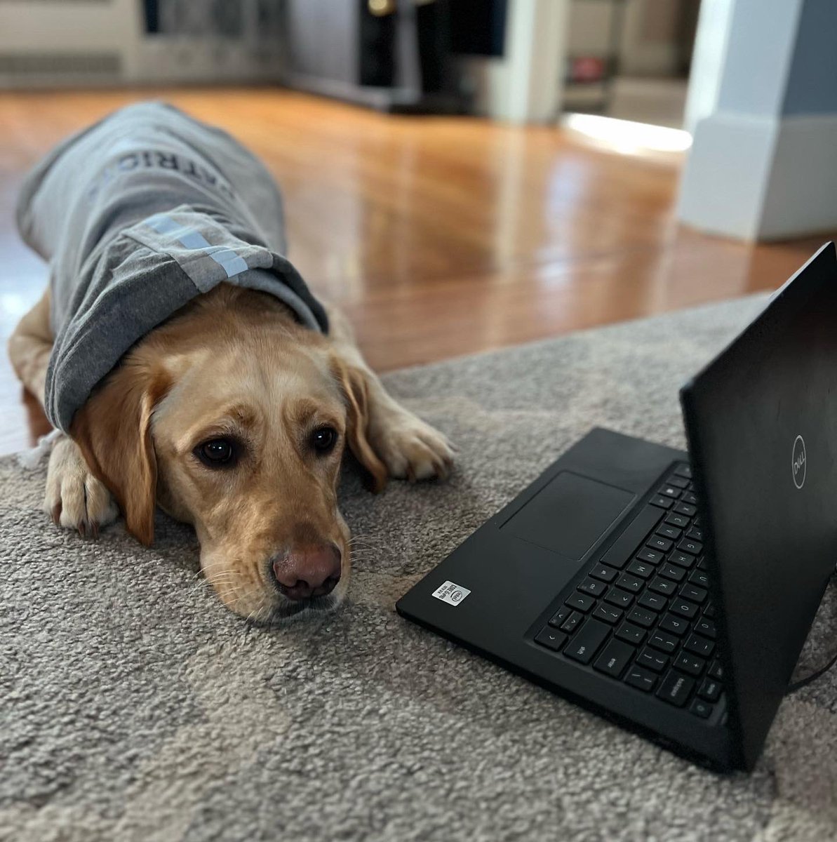 Beckk_93's tweet photo. It’s almost time for the draft! @Patriots does Nike need some help? Harley has been researching and is ready #NFLDraft #PatsDraft #ForeverNE https://t.co/b7R2ZQCBJH
