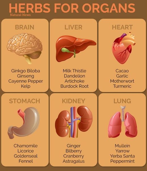 Beneficial herbs for different organs and various health problems:

organiclivefood.com/nutrition/bene…