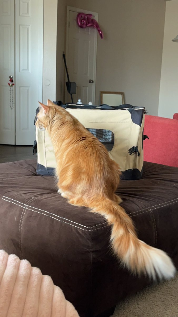jarycordan's tweet photo. His TAIL im 🥹🥹🥹 https://t.co/qnoH5cujR2
