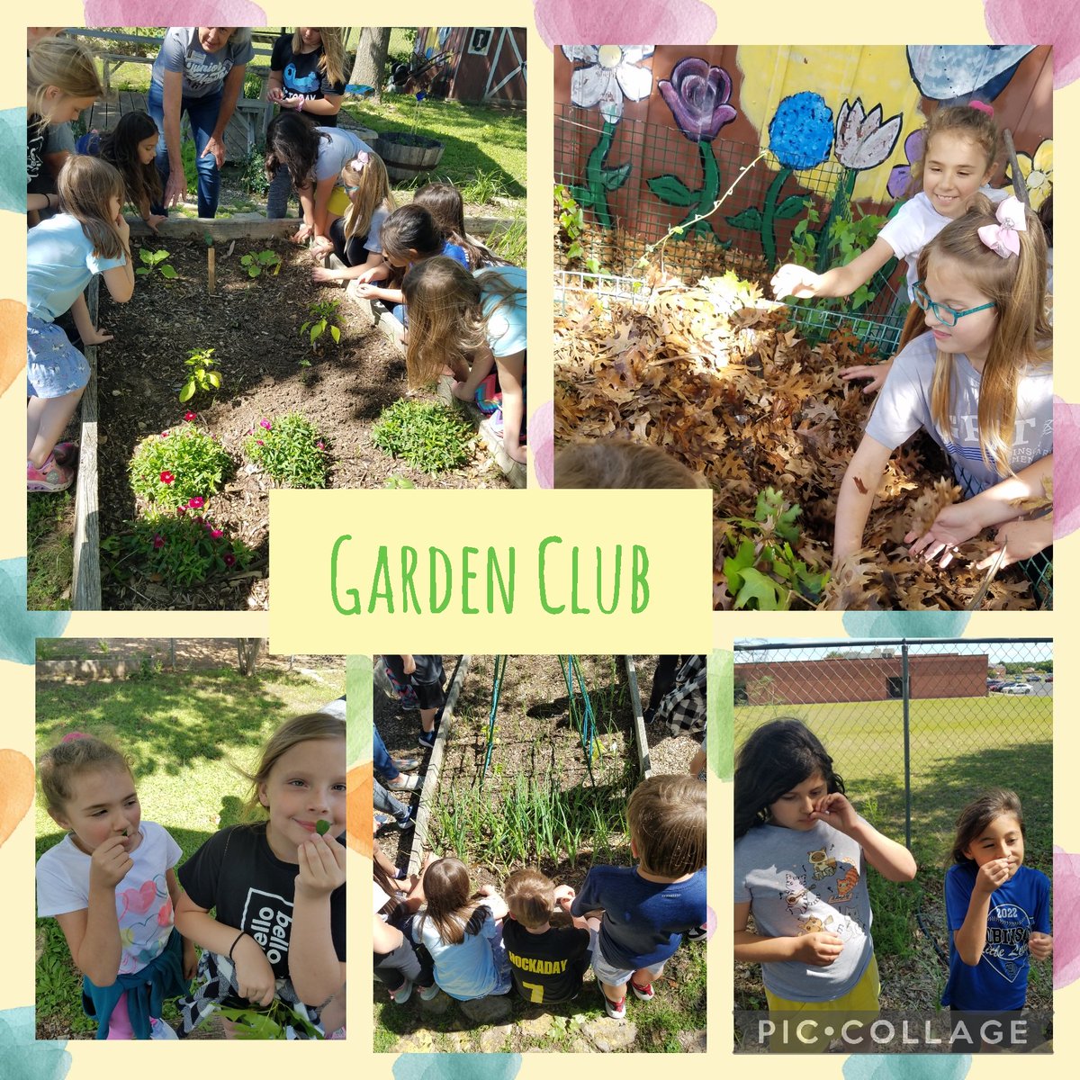 MandiMTeach's tweet photo. Garden Club days are the best days. 🌿Today we aerated the compost pile, checked up on all of our plants, and smelled the yummy leaves of some of the herbs we're growing. There are so many opportunities for learning while playing in the dirt. #learningisfun https://t.co/sUBEXu99p6