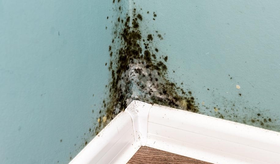 Mold: The (not so) secret poison that’s stressing you out &amp; making you sick

THREAD