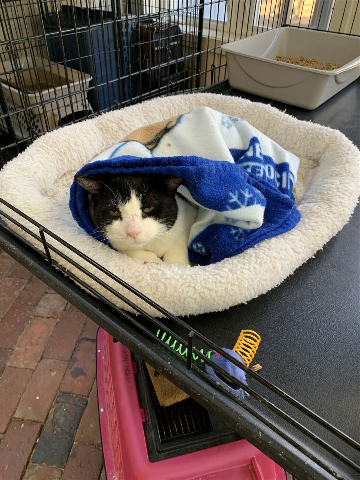 Meet Sylvester! 

Sylvester was stuck in a snare trap and had several surgeries under his front right armpit. Those wounds have healed up great and Sylvester is ready for a forever home.

buff.ly/3XRbNkY