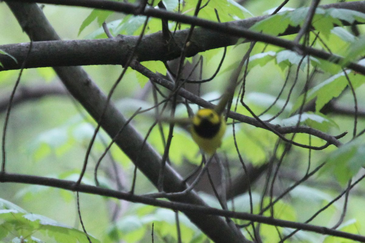 ryryry4's tweet photo. Let the dodgy / fuzzy warbler pictures begin…Hooded Warbler in Central Park today https://t.co/YSKjl8xomu