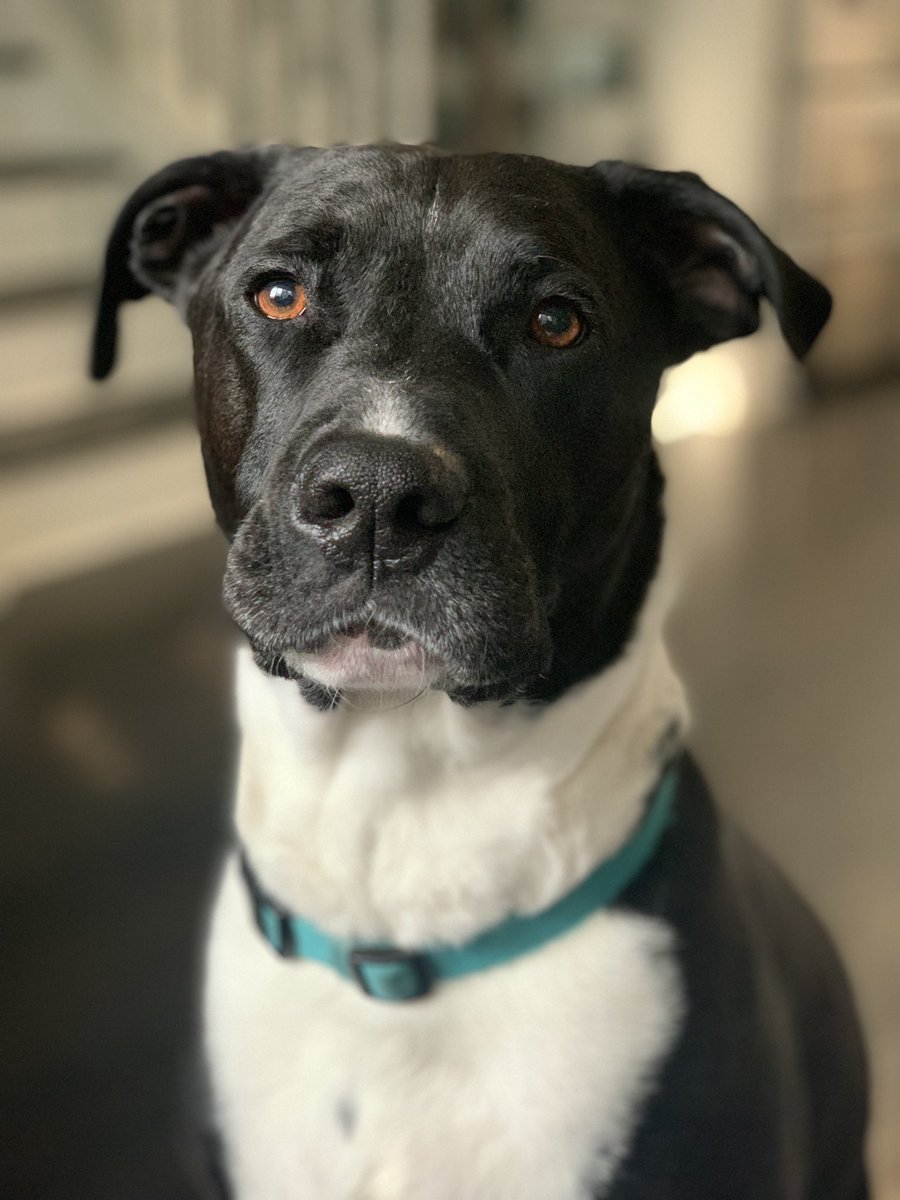 rsicklescj7's tweet photo. A pic of our pit/lab Bane just because. @ratemydogs @dog_rates #dog #RescueDogs #pitlab #goodboy https://t.co/g3CD0gStYP