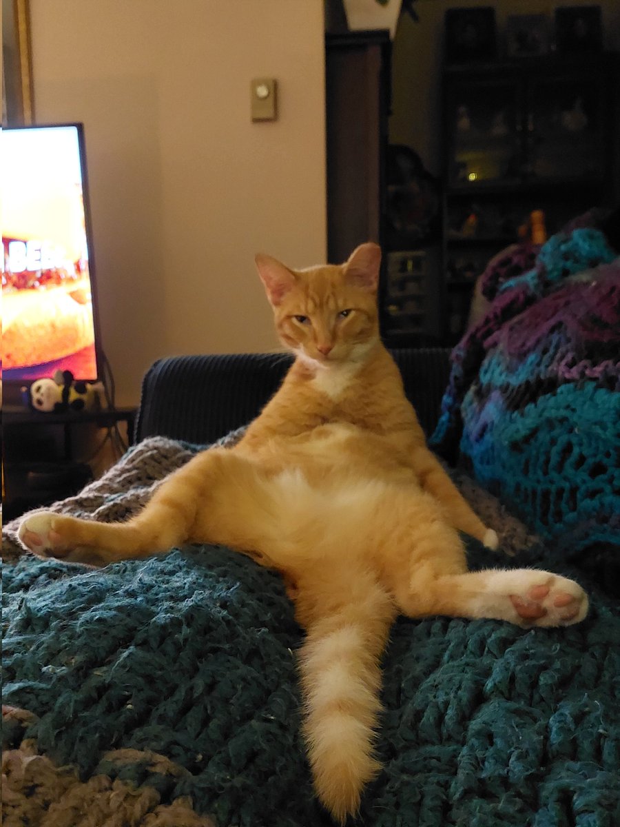 dead_like_me_2's tweet photo. My cat Fergie loves to pose🤣!#CatsAreFamily https://t.co/bGXcQYQUV6