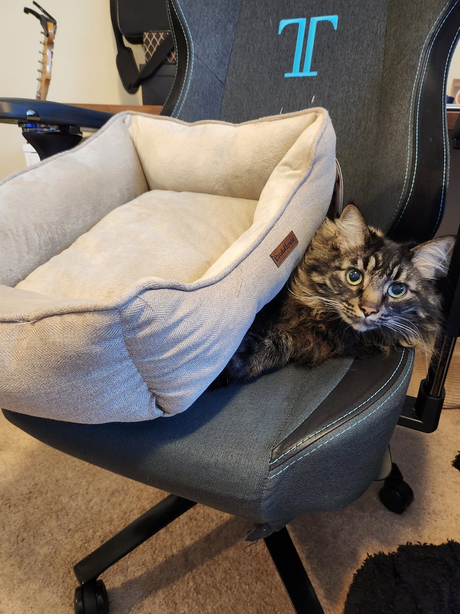 keirafterdark's tweet photo. "I covered him up so he would be comfy," my child says. I turn to find this. https://t.co/veWY0JTMBV