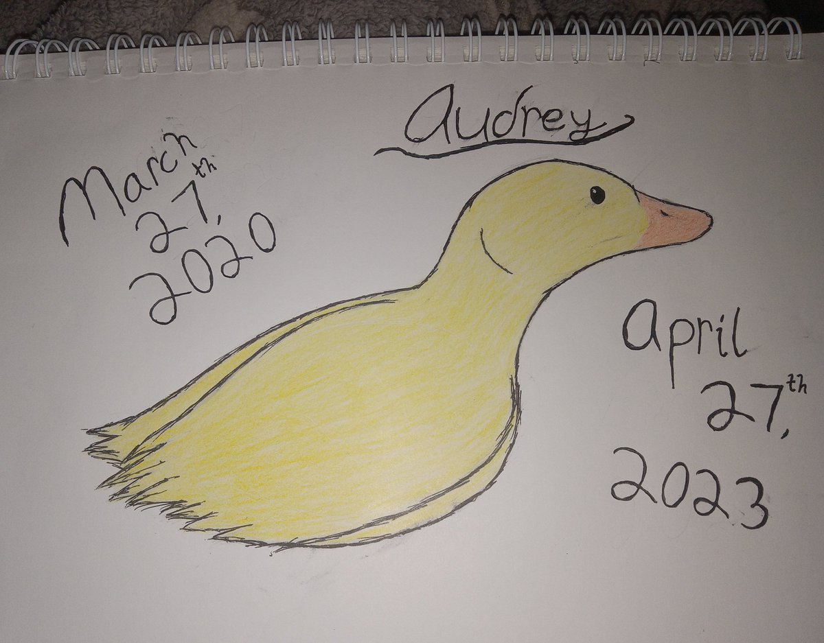 KitkatKateDraco's tweet photo. Audrey overcame illness that was supposed to kill her when she was just under a year old. Two years later, she finally went in her sleep.
She loved peas and being held. I'm going to miss my cuddly, yellow duck.
#iloveyou #ducks #pets https://t.co/VkjSLoq0K6