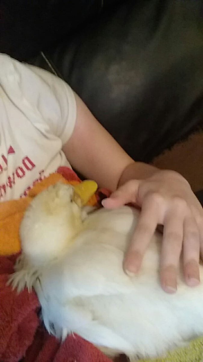 KitkatKateDraco's tweet photo. Audrey overcame illness that was supposed to kill her when she was just under a year old. Two years later, she finally went in her sleep.
She loved peas and being held. I'm going to miss my cuddly, yellow duck.
#iloveyou #ducks #pets https://t.co/VkjSLoq0K6