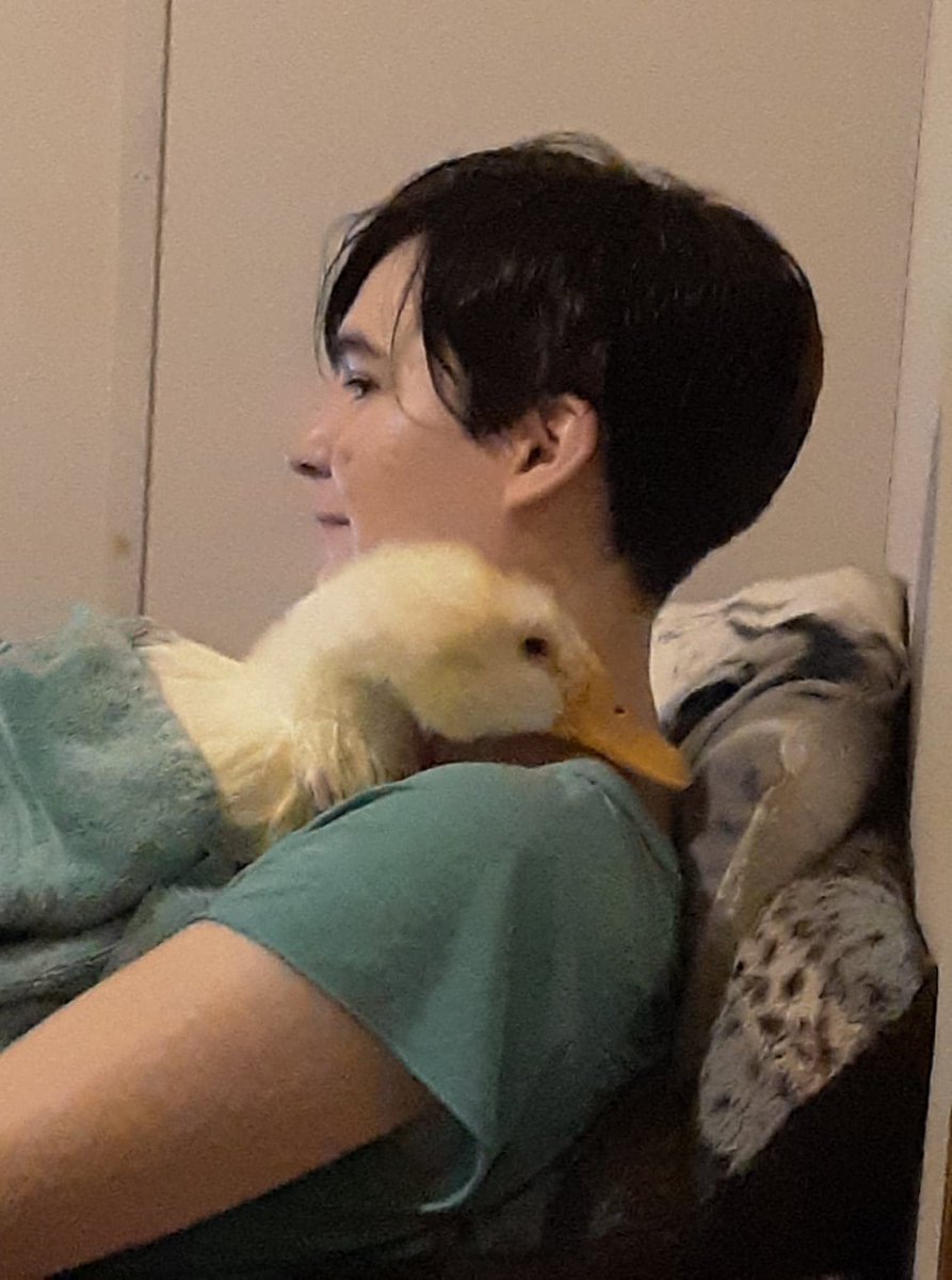 KitkatKateDraco's tweet photo. Audrey overcame illness that was supposed to kill her when she was just under a year old. Two years later, she finally went in her sleep.
She loved peas and being held. I'm going to miss my cuddly, yellow duck.
#iloveyou #ducks #pets https://t.co/VkjSLoq0K6