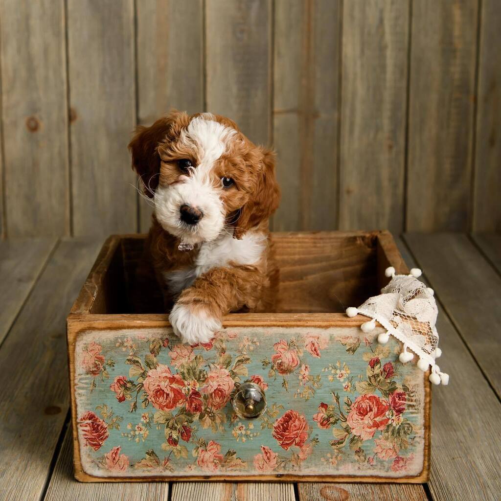 MelissaYocum's tweet photo. Puppies are newborns too! 🐾💓👶🏻🐶 https://t.co/waCu21oLT8 https://t.co/pZLApwtZme