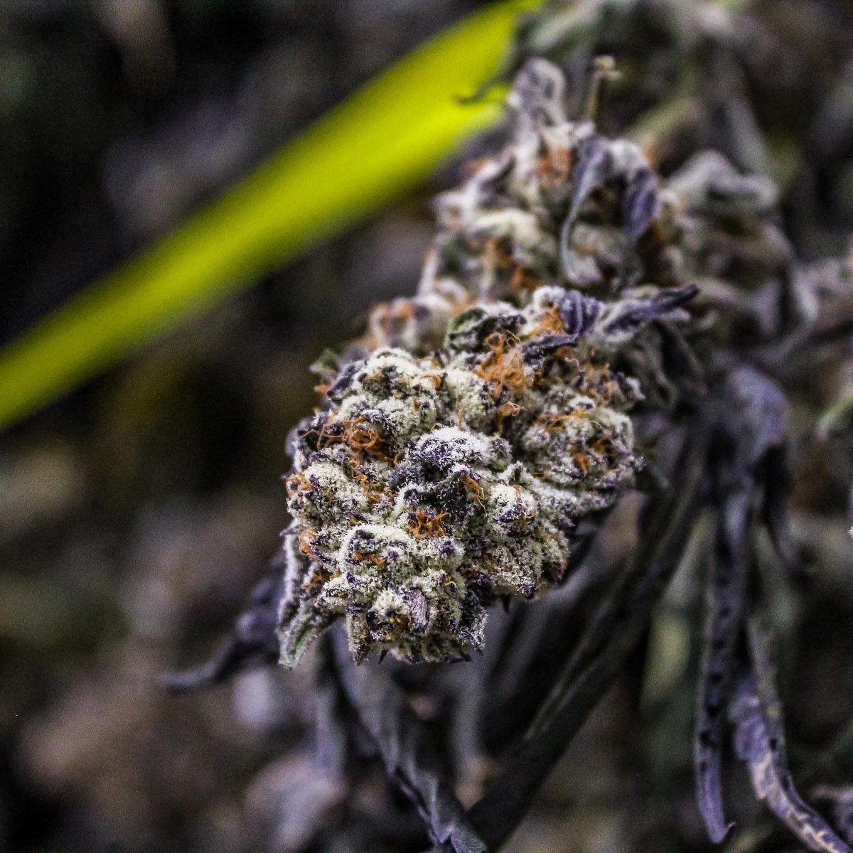 phatpanda's tweet photo. Today harvest crews are pulling down this freshly dry & cured #animalmintz. This strain is a cross of #animalcookies with #sinmintz, we have curated a heavy-hitting indica-dominant hybrid we call Animal Mintz. Users report feelings of tranquility and relaxation as an all-encompassing body high washes over them, making this a popular nighttime strain. π¨ #phatpanda