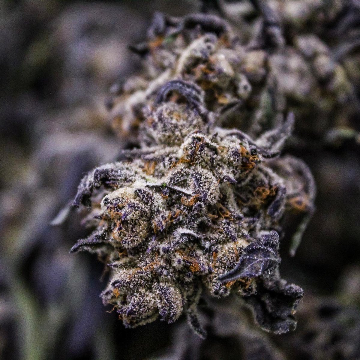 phatpanda's tweet photo. Today harvest crews are pulling down this freshly dry & cured #animalmintz. This strain is a cross of #animalcookies with #sinmintz, we have curated a heavy-hitting indica-dominant hybrid we call Animal Mintz. Users report feelings of tranquility and relaxation as an all-encompassing body high washes over them, making this a popular nighttime strain. π¨ #phatpanda