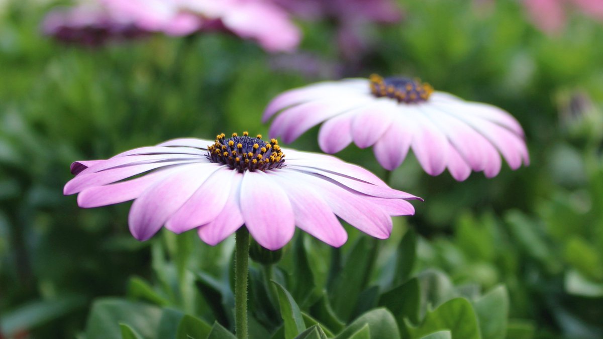 Esbenshade's Garden Centers (@Esbenshades) / Posts / X