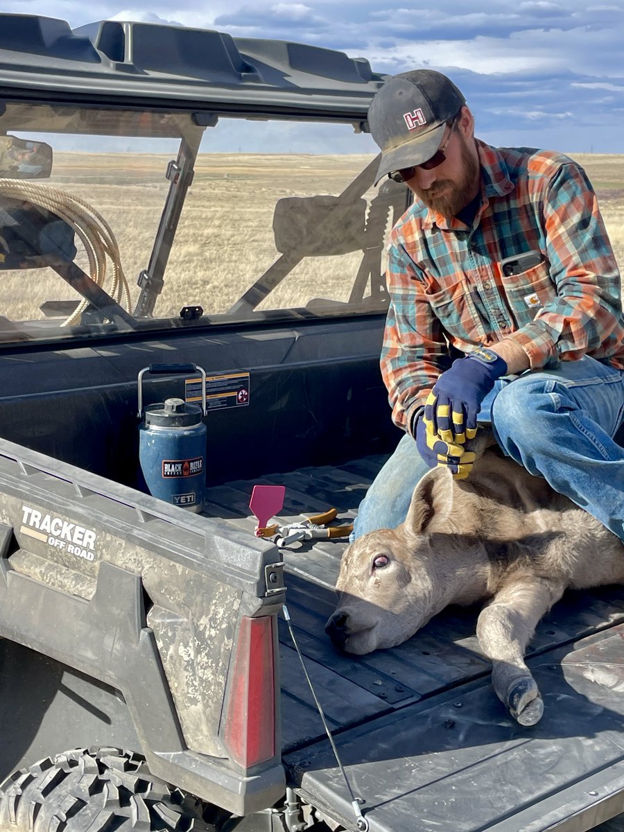 FredEichler's tweet photo. New ear tag for a new calf. This is Jeb's busy season...between calves and farming, he is running!
@BassProShops @Cabelas
#everythingeichler #fulldrawoutfitters #itsalifestyle #itsinmynature #outdoors #whatgetsyououtside #yellowstone #teamoutdoors #trackeroffroad #tracker https://t.co/8KJ5jrFtTW