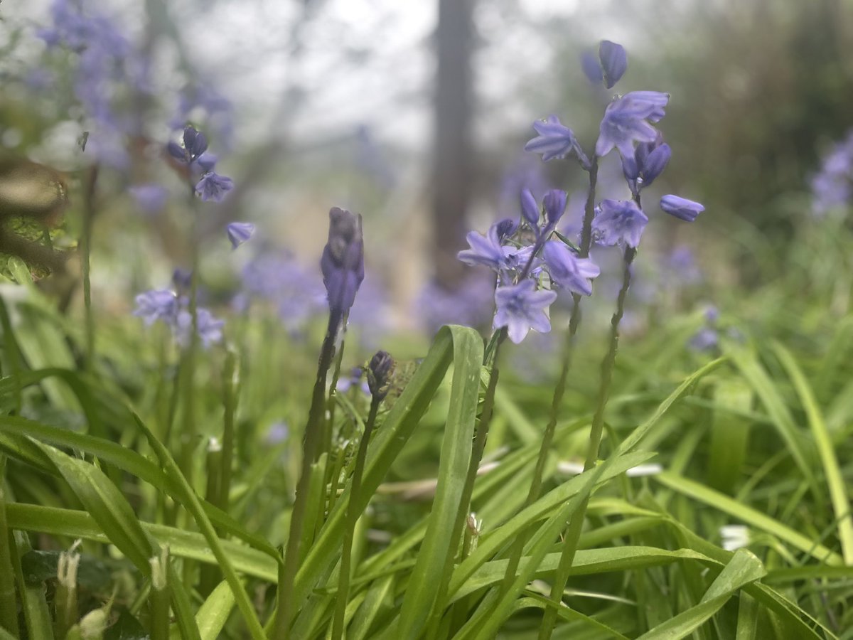 MailoPower's tweet image. Walking in the rain ☔️☔️☔️

#bluebells #dailywalking #DunmoreEast