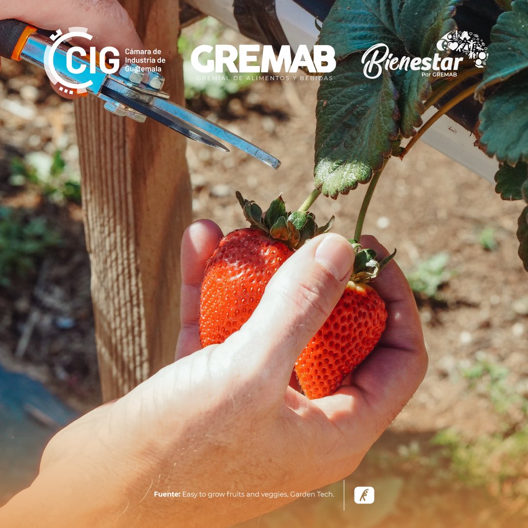 BienestarGuate's tweet photo. #Activarte | Estilo de vida saludable 🤸♀️
Ponte en contacto con la naturaleza al mismo tiempo que sumas a tu actividad física diaria, mediante acciones como lo es la siembra de tus propias frutas y vegetales. https://t.co/3TsrDNJ4xk
