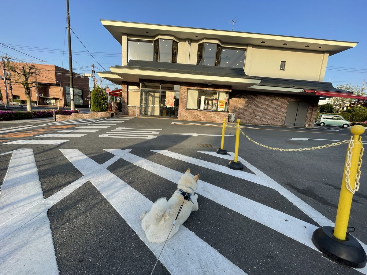 ZZrm1LGdybio029's tweet photo. 今日の朝散歩🐕
琥珀地方9℃☀️
②何時ものREDOGのまで一休み❕
③両サイドツツジいっぱいだよ〜(^^)
で、
最後はMcDonaldの、駐停車にて
お腹空いたかな (⌒▽⌒)
#柴犬 #白柴 #赤柴 #黒柴 #胡麻柴
#しばいぬ #琥珀 #こはく #朝散歩
#お散歩 #一休み #REDOG
#McDonald https://t.co/4mC0gP57n0
